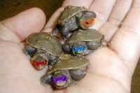 TMNT-featured