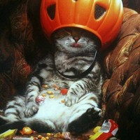 catnip_and_halloween_candy_is_a_helluva_mix_200