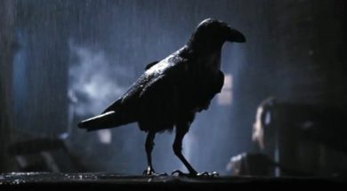 crow-for-the-crow