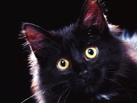 Cat Crowned Halloween King