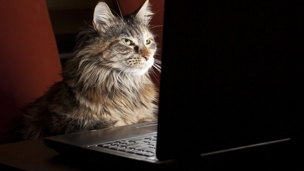 Cats Own The Internet! Here’s Why!