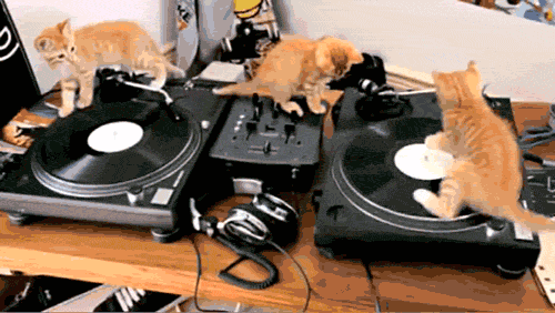Cat’s Meow: Catchy Cat Classic Tracks