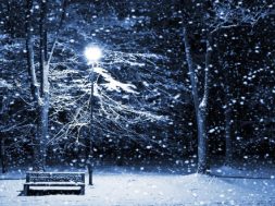 winter-snow-tree-blizzard