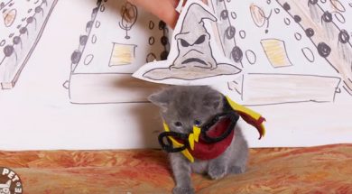 harrypotterkitten