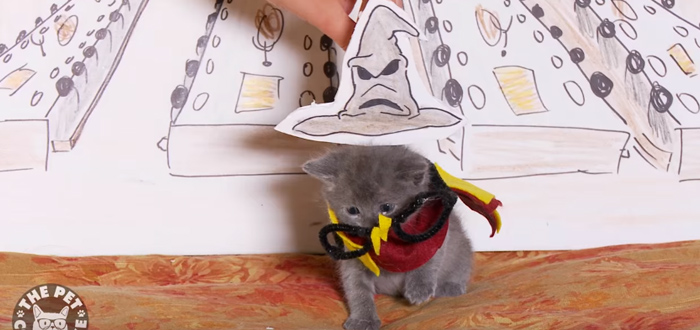 Harry Potter Reenacted By Kittens