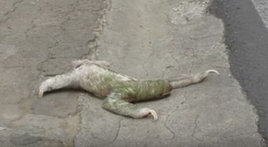 SLOTH