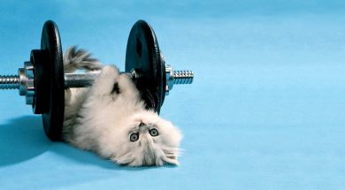 Cat-workout-2