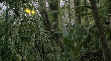 Predator