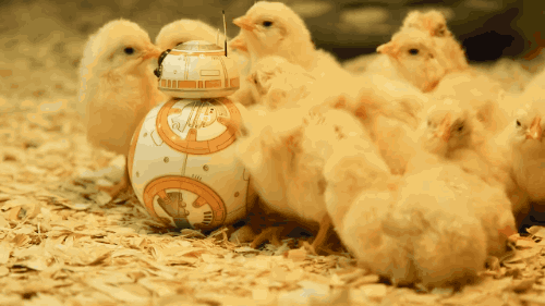 bb-8 baby chickens