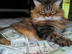 rsz_o-cash-cat-facebook