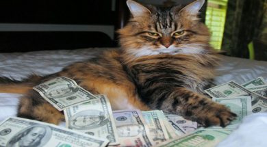 rsz_o-cash-cat-facebook