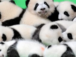 Baby Pandas