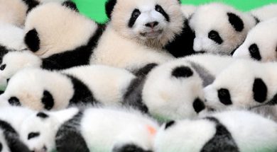 Baby Pandas