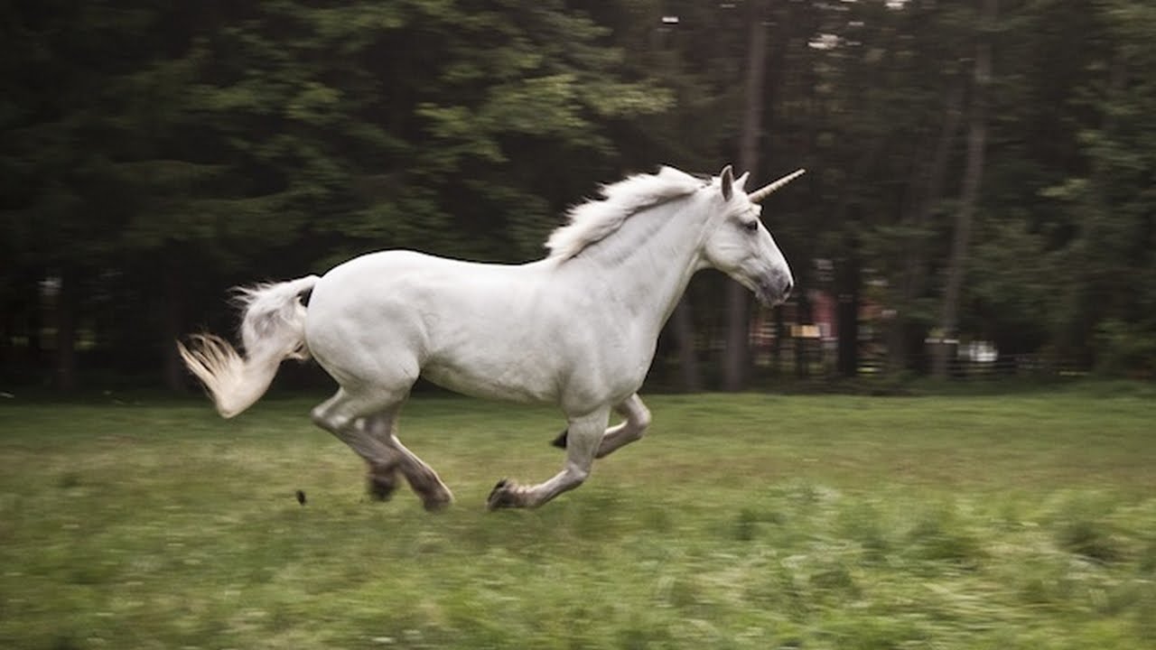 unicorn running