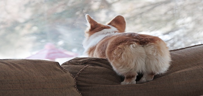 Corgi Butts – EwTube