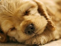 sleeping-puppy-shutterstock-800×430