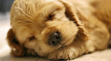 sleeping-puppy-shutterstock-800×430