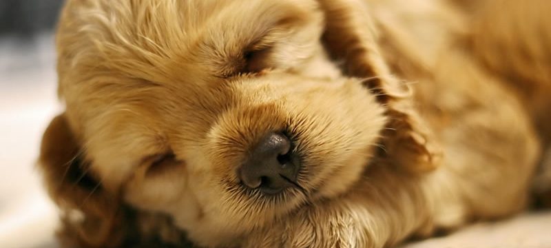 sleeping-puppy-shutterstock-800×430